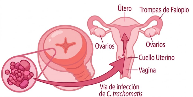 Prueba molecular – CT